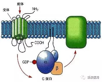 转:G蛋白偶联受体(GPCR)治疗性单抗研发管线梳理