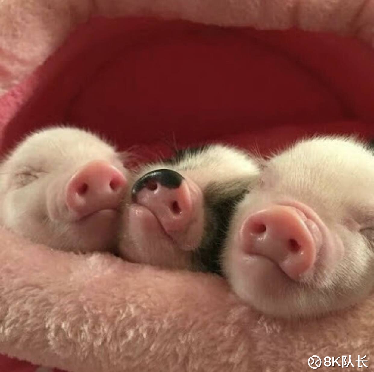 东方明珠(SH600637)_东方明珠股票价格_东方