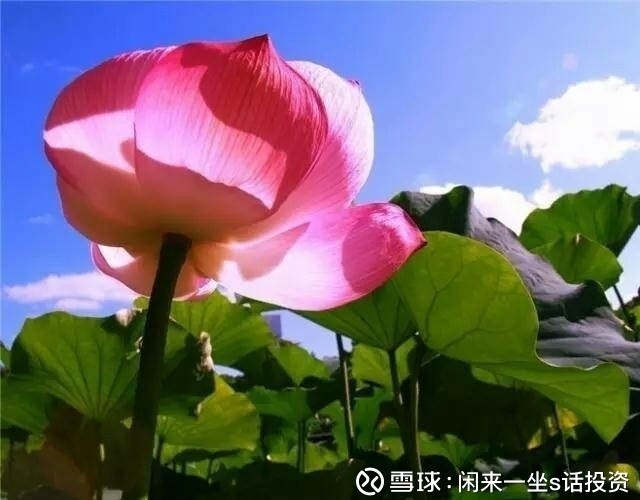 闲来一坐s话投资: 公司分析:格力电器2017上半