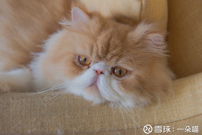 一朵喵: 【行业】新能源车周观点:这次不一样?