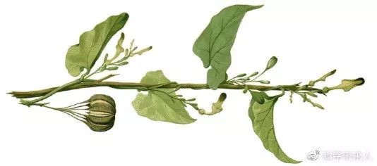 台湾科学家发布重大研究成果:中草药致癌致尿