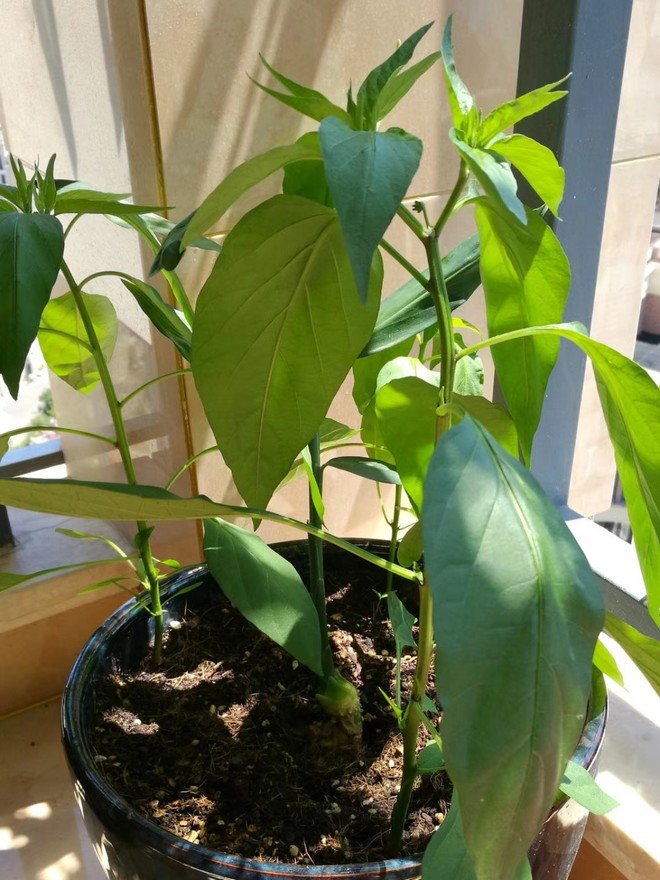 forcode: 吃上自己种的朝天椒了 当初做菜留了