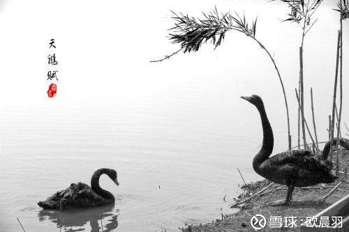 欧晨羽: 殴晨羽:黑天鹅降临特斯拉,11月如何寻