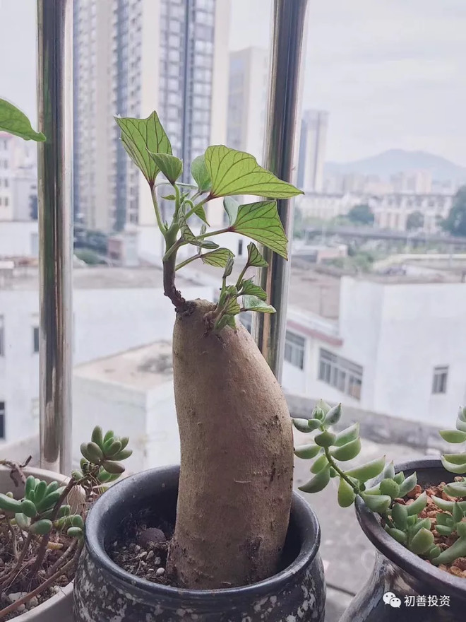 小石头2007: 可怕,原来可转债越来越多的原因竟