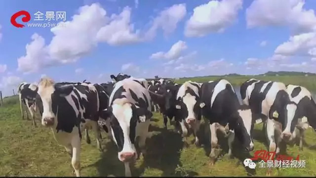 景网路演天下: 约见资本人 ▏庄园牧场马红富: