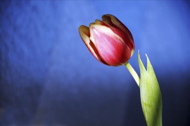 三点木舟: 如何看待资产价格泡沫的形成与破裂