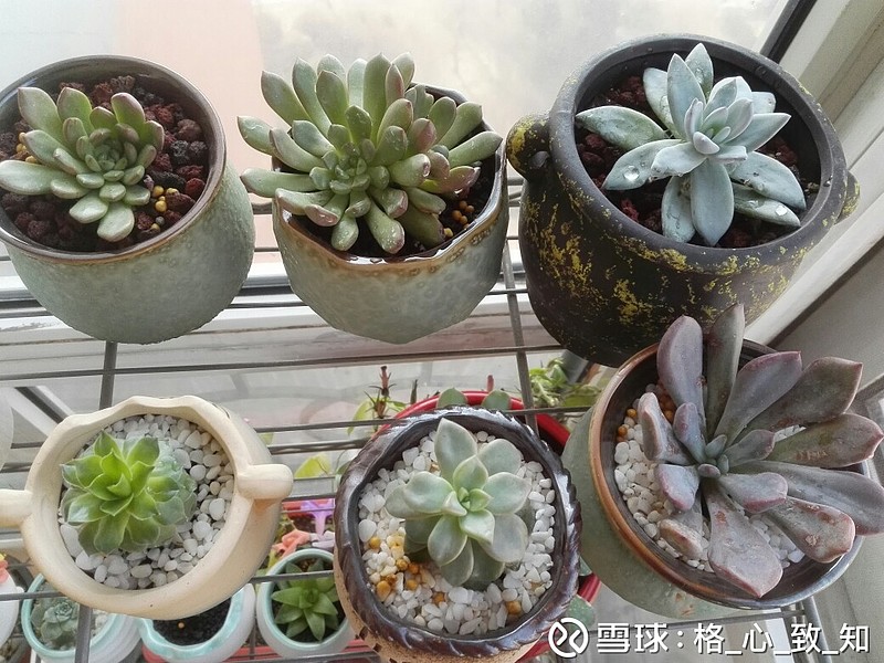 节制与自律 获得与快乐每周最兴奋的时刻 就是周六 耐心等待一周 为多肉植物每周浇水的时间 到来了 看着几十盆茁壮成长 生机盎然 体态各异的多肉