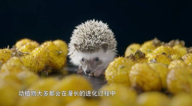看了这部纪录片,突然想念那个让我“多吃水果”的人 看了这部纪录片,突然想念那个让我“多吃水果”的人
