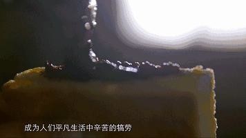 看了这部纪录片,突然想念那个让我“多吃水果”的人 看了这部纪录片,突然想念那个让我“多吃水果”的人
