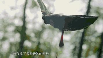 看了这部纪录片,突然想念那个让我“多吃水果”的人 看了这部纪录片,突然想念那个让我“多吃水果”的人