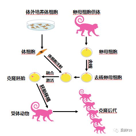 6只！我国首次成功批量克隆超高产奶山羊