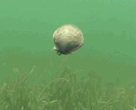 市值风云: 谁是真扇贝 | 獐子岛扇贝出走之前,和