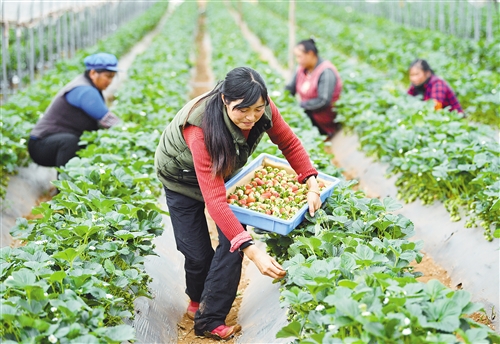 美国农地公司(AFCO): 草莓种植鼓起 贫困户钱