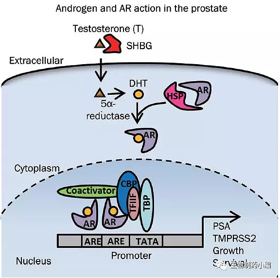 转前列腺癌药物ar抑制剂