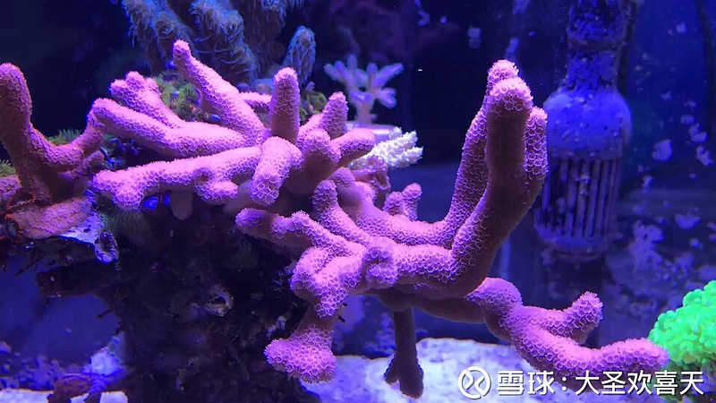 这只叠瓦珊瑚变得非常粉嫩.是夏天要来了吗?