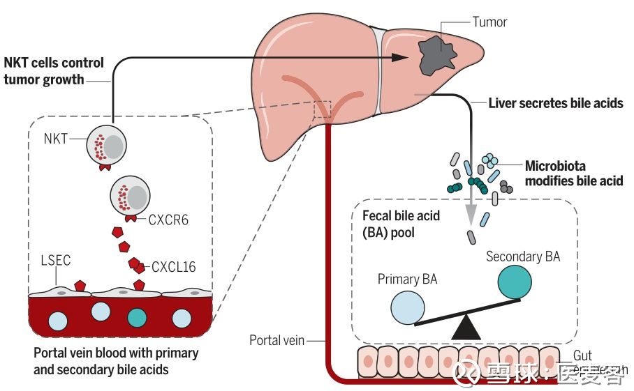 Science首次发文:特殊肠道菌影响肝脏中免疫细