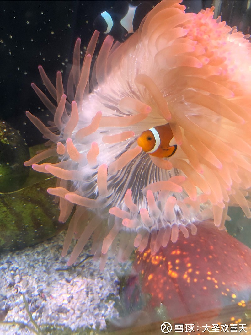 吐藻后的海葵身体像玻璃一样,是透明的.