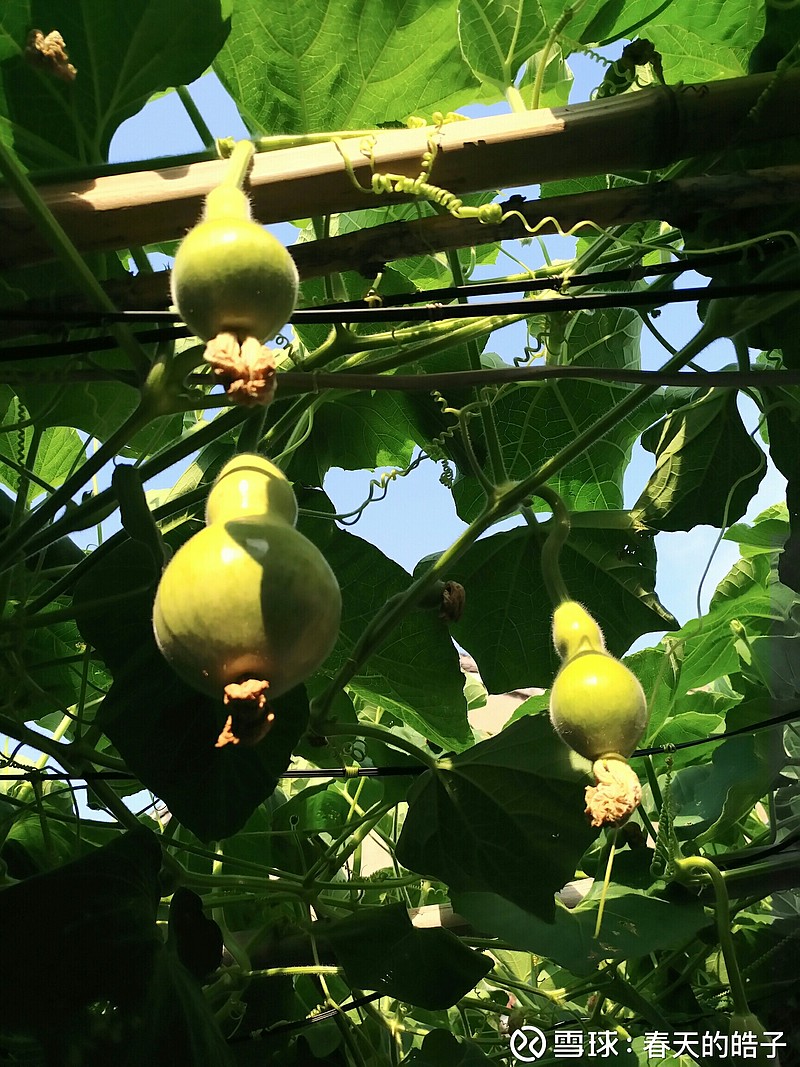 94岁的外公 在自家后院种下 一片青葫芦 答应90岁病重的外婆 第一时间