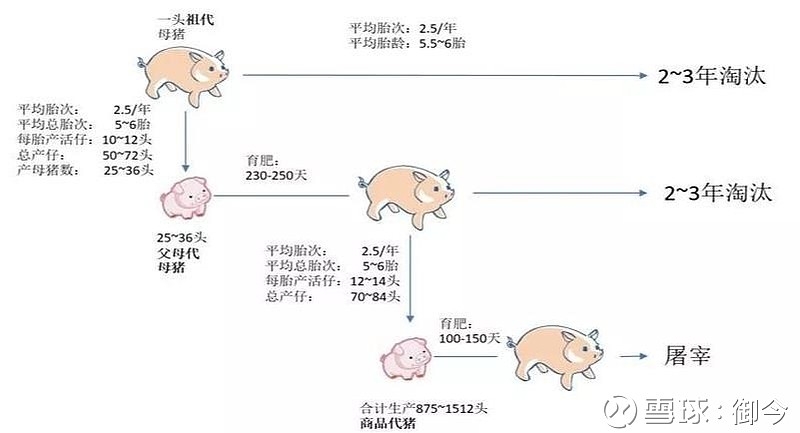 能繁母猪正常淘汰周期示意图