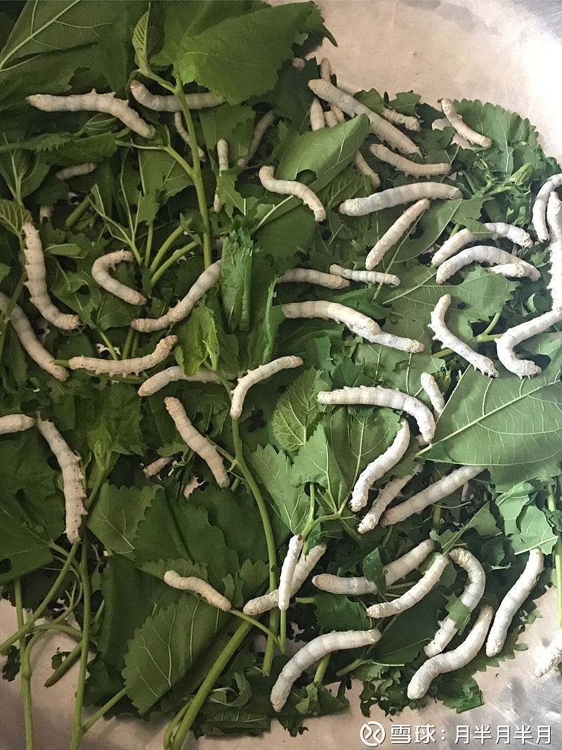 这就是我看抖音中毒后养的蚕