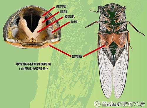 捕蟬記