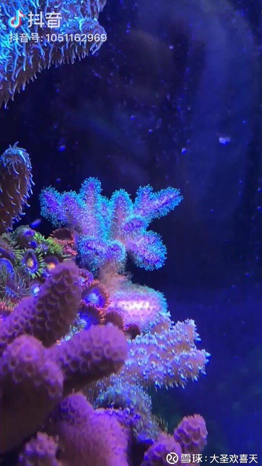 后方的这只珊瑚有个很有科技感的名字,叫做光纤图钉.