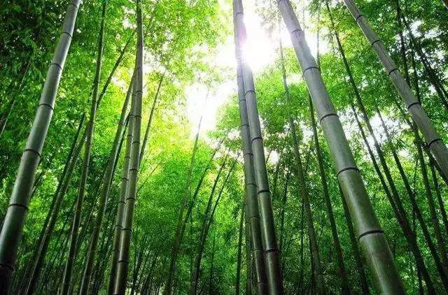 小狮子旺财: 至今没有中报预增公告,慌得一笔?