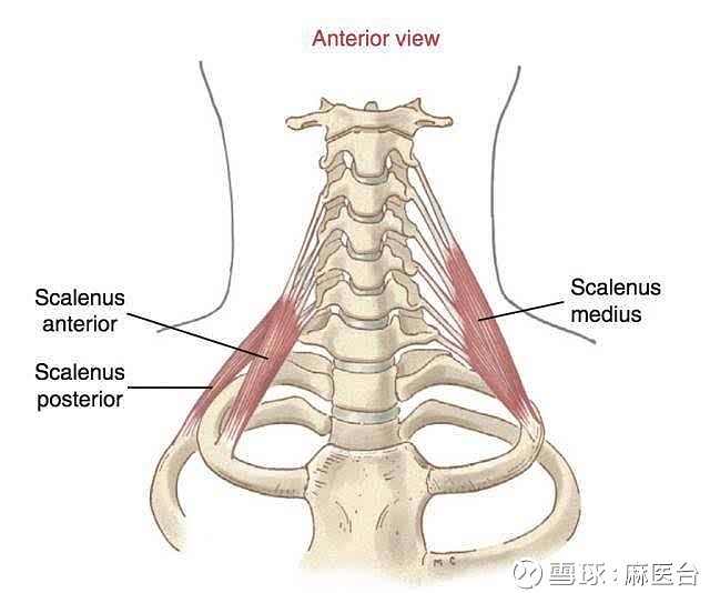 膈 位置和分部 膈为向上膨隆的薄扁肌,呈穹窿形,介于胸腔与腹腔之间