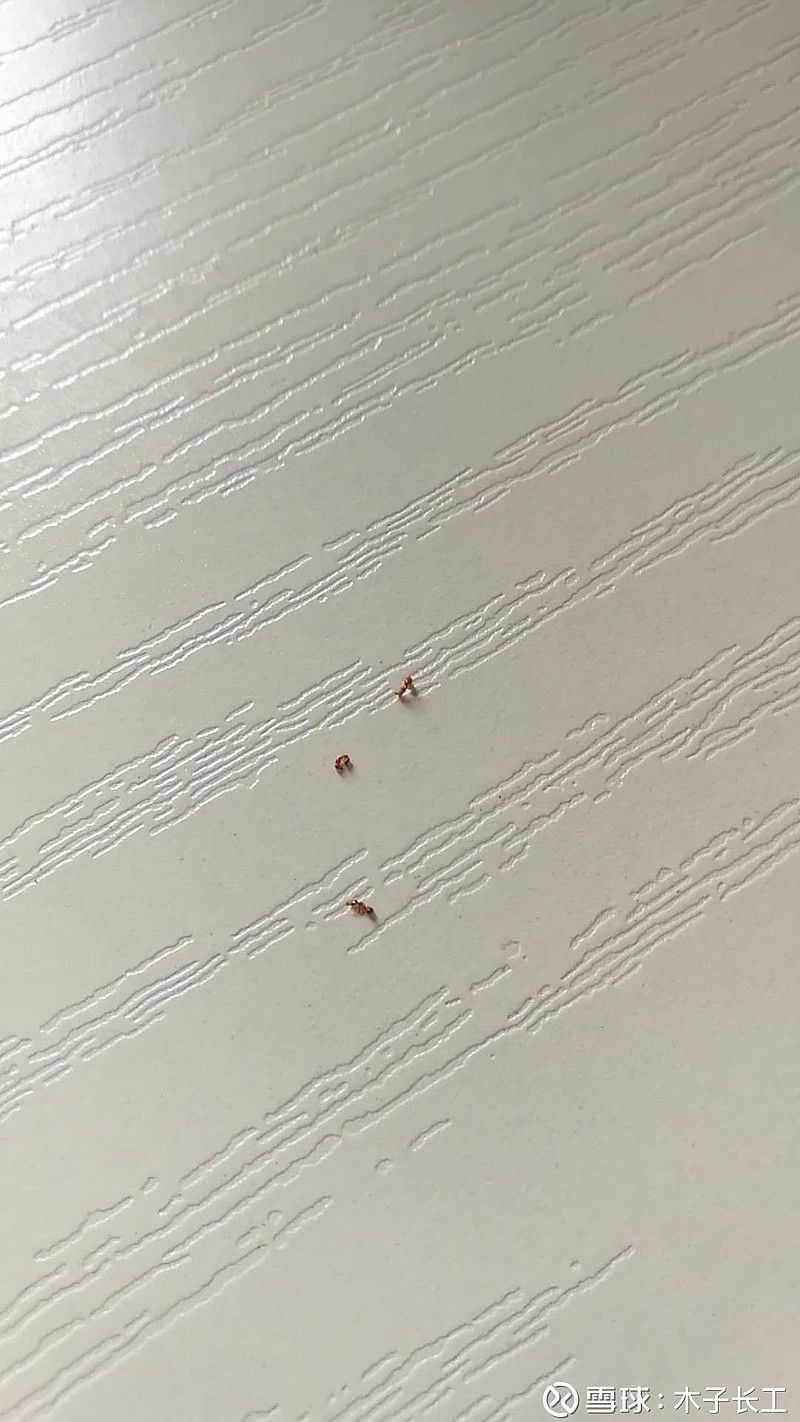 家里最近来了红蚂蚁,不知道是怎么来的?
