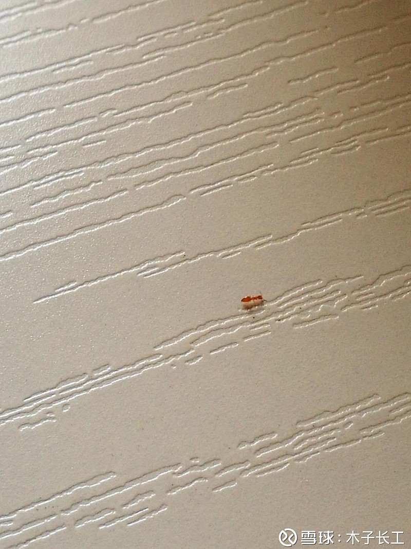 家里最近来了红蚂蚁,不知道是怎么来的?