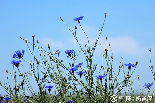 安邦人寿长青树重疾险和其他储蓄型重疾险相比