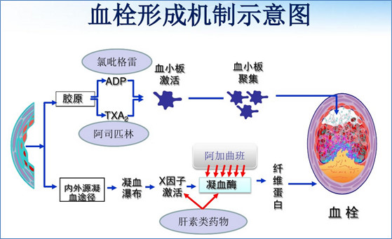 简单梳理抗凝血类药物