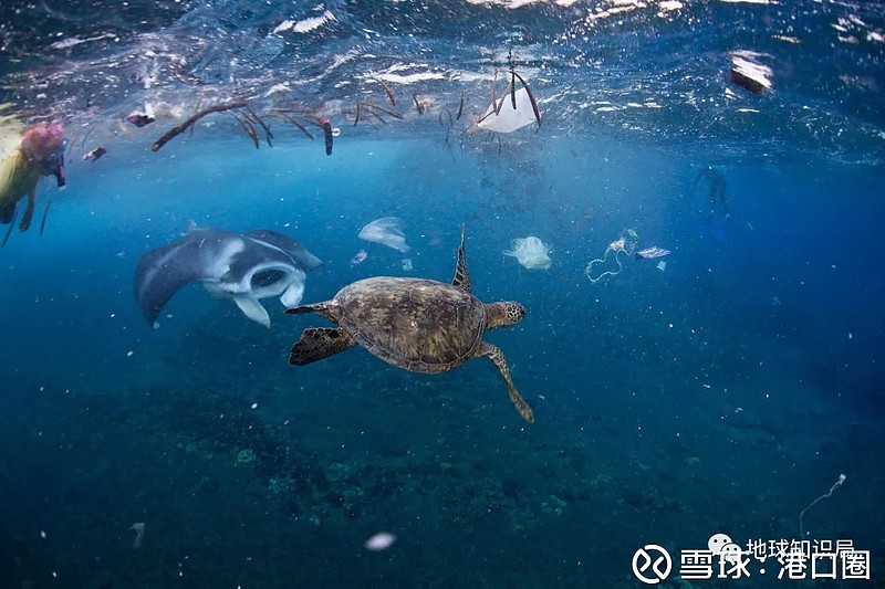 中國海域的塑料垃圾真的是世界第一麼?丨港口圈