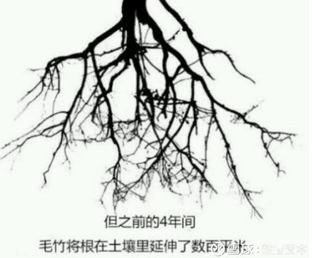 数据资本: 三厘米的故事: 毛竹用了4年时间仅仅