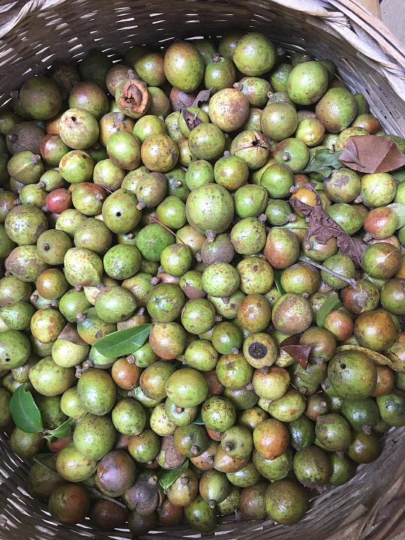 山茶子,以前老家的山里满山遍野都是山茶树,寒露时节都去山里捡山茶子