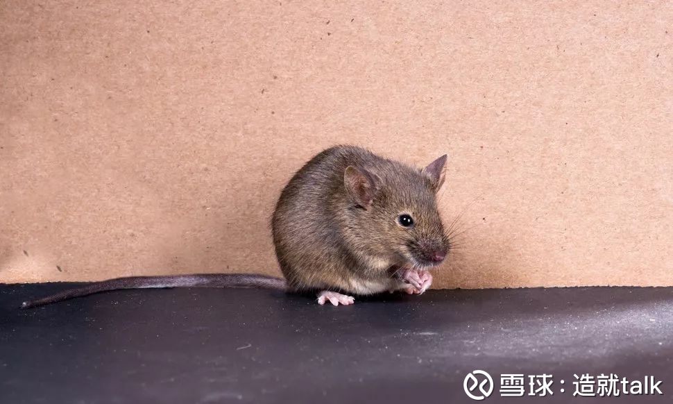 未来生孩子无需再男女搭配 两只母鼠同性繁殖的一只成年老鼠和她自己