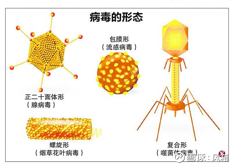 人体使用手册 病从鼻入 病毒流氓 寄生复制病毒是一种个体微小 结构简单 只含一种核酸 Dna或rna 必须在活细胞内寄生并以复制方式增殖的非细胞 型生物 病毒是一
