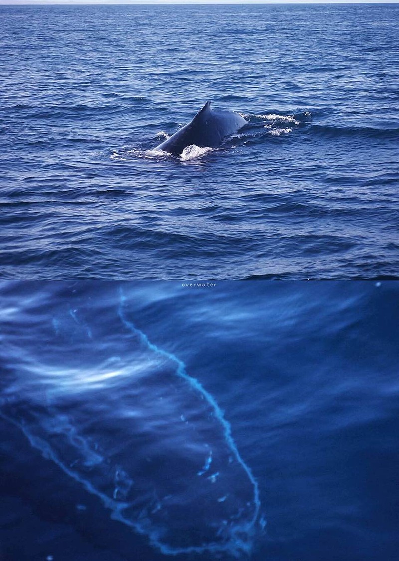 普通鲸鱼的发声频率一般在15赫兹到40赫兹之间而Alice发出的声音是52赫兹没有同类能懂最早是在1989年美国海军无意...