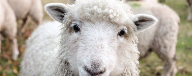 一位农民兄弟: 国债逆回购\/大家一起薅羊毛 国债