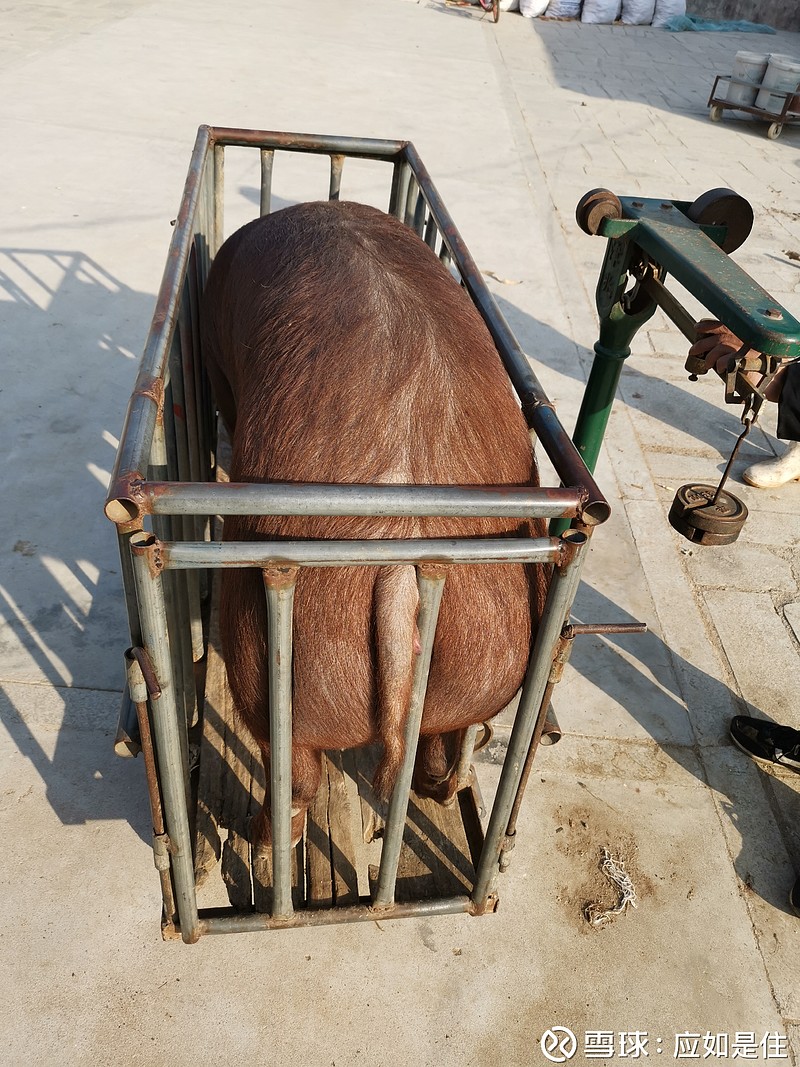 年底杀猪行情直播 上回说到老家辽西地区生猪价格见底,低至四块钱,村