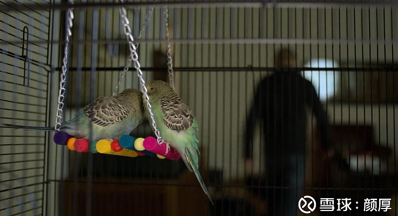 鸟笼 高跟鞋 惩罚者 里的路易斯大概是见鸟思人 觉得笼子里的两只小鸟被困日久 定是如他那样渴望释放 于是打开笼门 对着窗外 我相