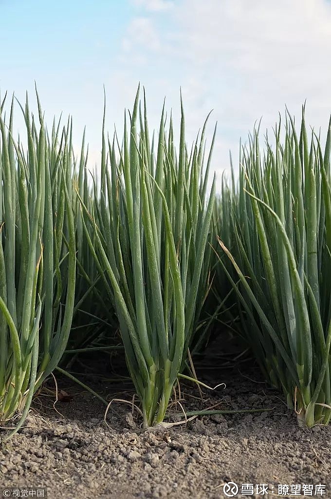 在北方章丘大葱面前 南方最大的葱顶多是"蒜苗"