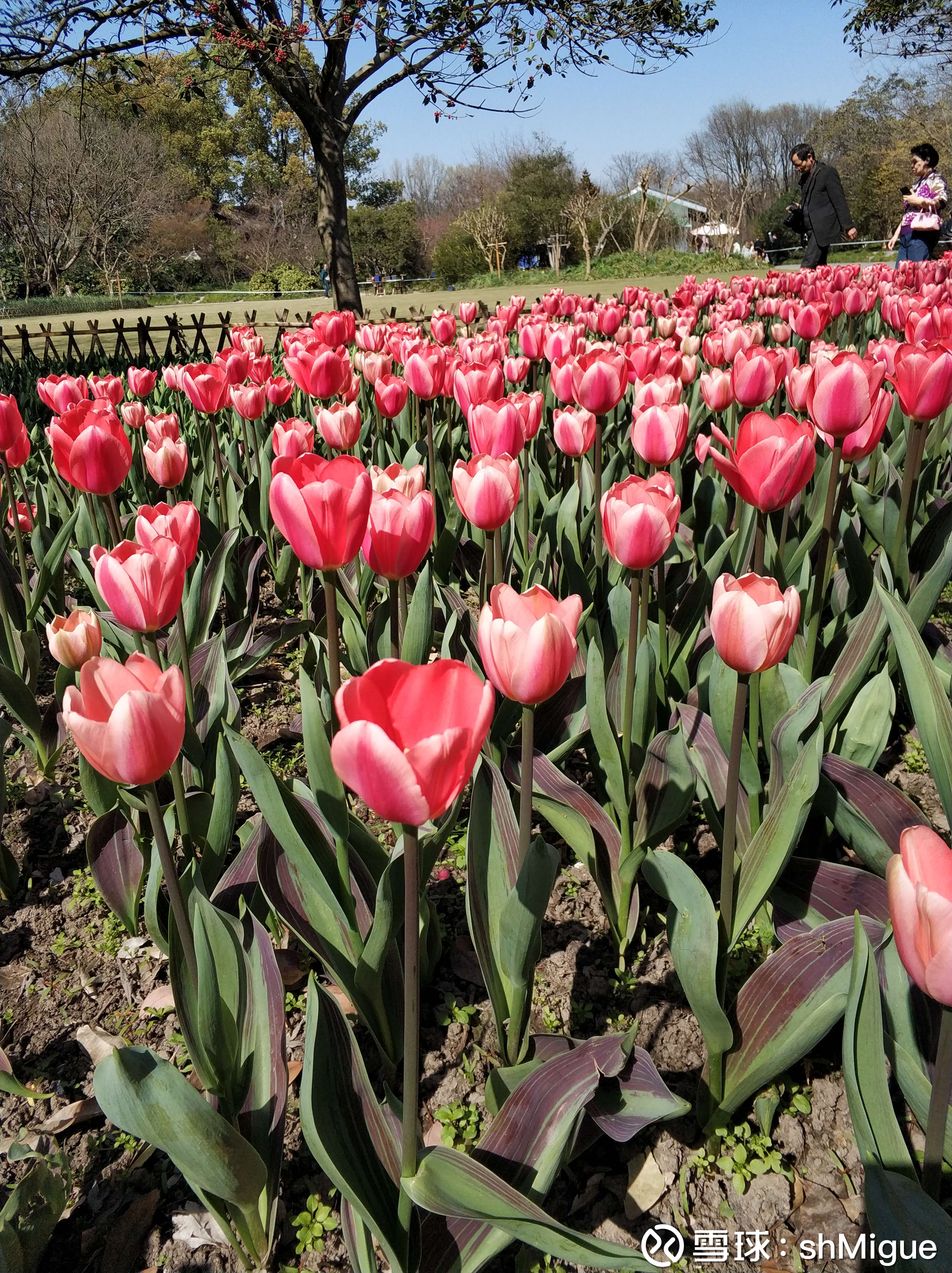 大名鼎鼎的“郁金香狂潮”真的是一场经济灾难么？ 本文首发自我的公众号：米格的闲言碎语公众号的微信号是 ：miguewords当某种商品的价格短期内暴涨之后，人们往往会将此...