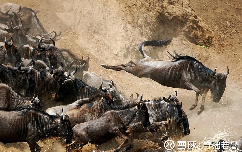 牛群在狂奔,但是突然之间前方似乎遇到阻力,一下子溃败,并发生了踩踏