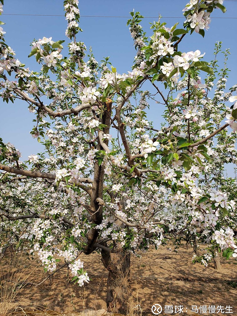 苹果树的花一年四季图片