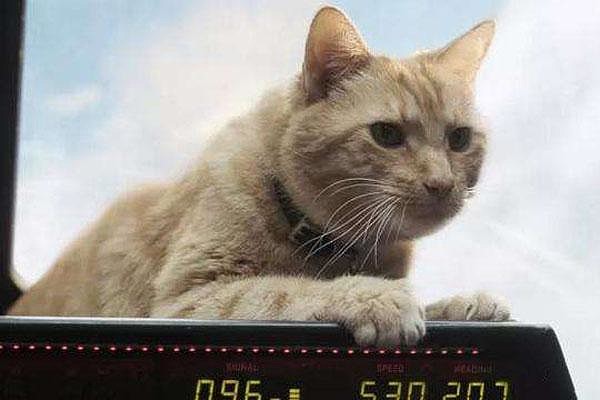 斯克鲁人怕猫 克里人怕尬舞 漫威超级英雄都怕什么斯克鲁人和克里人是宇宙中非常强大的两个种族 经过天神组改造 过的两个种族 不但基因几乎已经打到了完美水平 这两个种族的科技