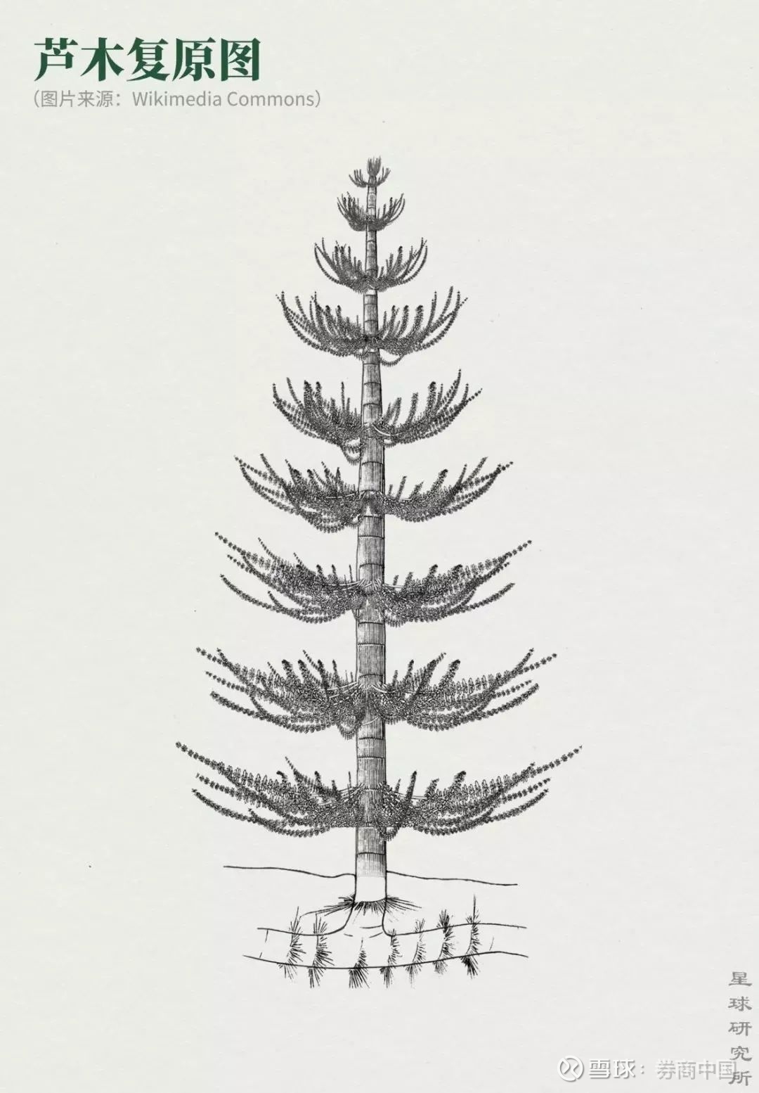 向四周延展 高度可达30米 同样一树擎天 (一种节蕨植物:芦木的复原图
