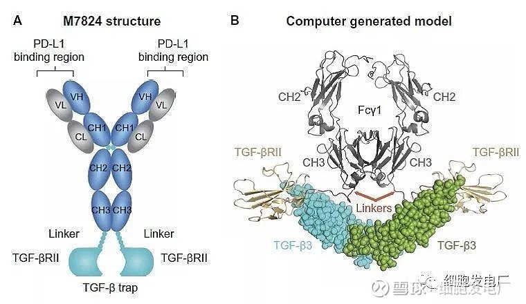 双抗浅析 今年2月，GSK与Merck达成了M7824（PD-L1/TGF-β）的合作协议，GSK将支付3亿欧元首付款，以及总额3... - 雪球