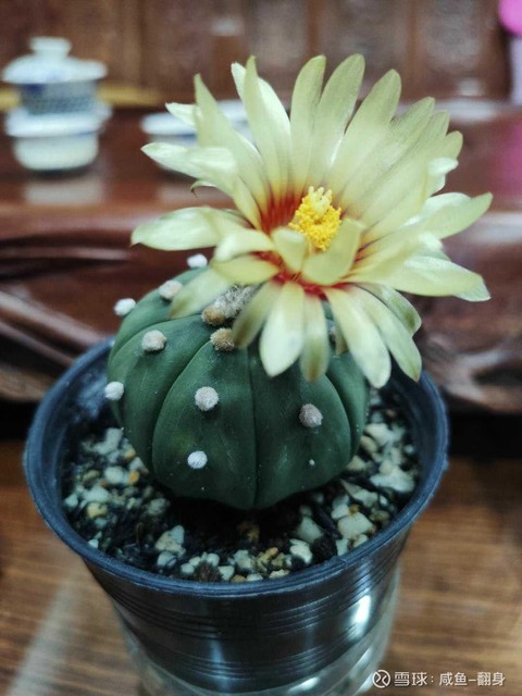 咸鱼-翻身: $万达电影(SZ002739)$ 下周你会像