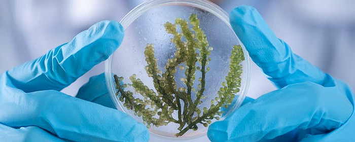 微生物农药跑马圈地:拜耳,先正达等抢先布局;国内市场增长快速